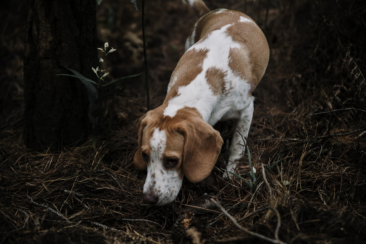 Foraging Forest